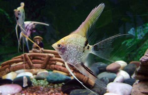 神仙魚 混養|七彩神仙與神仙魚，南美主題混養缸｜水族箱姊弟－水族箱裡的那 